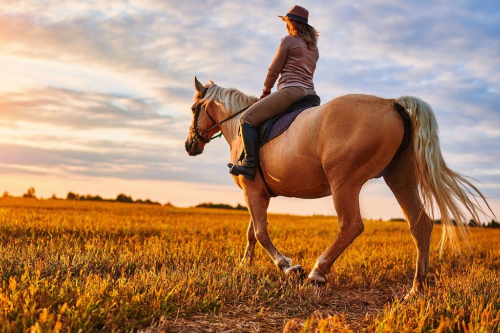 101 Riding Exercise Riding 101: The Basics of Horseback Riding for Beginners - HintsForyou